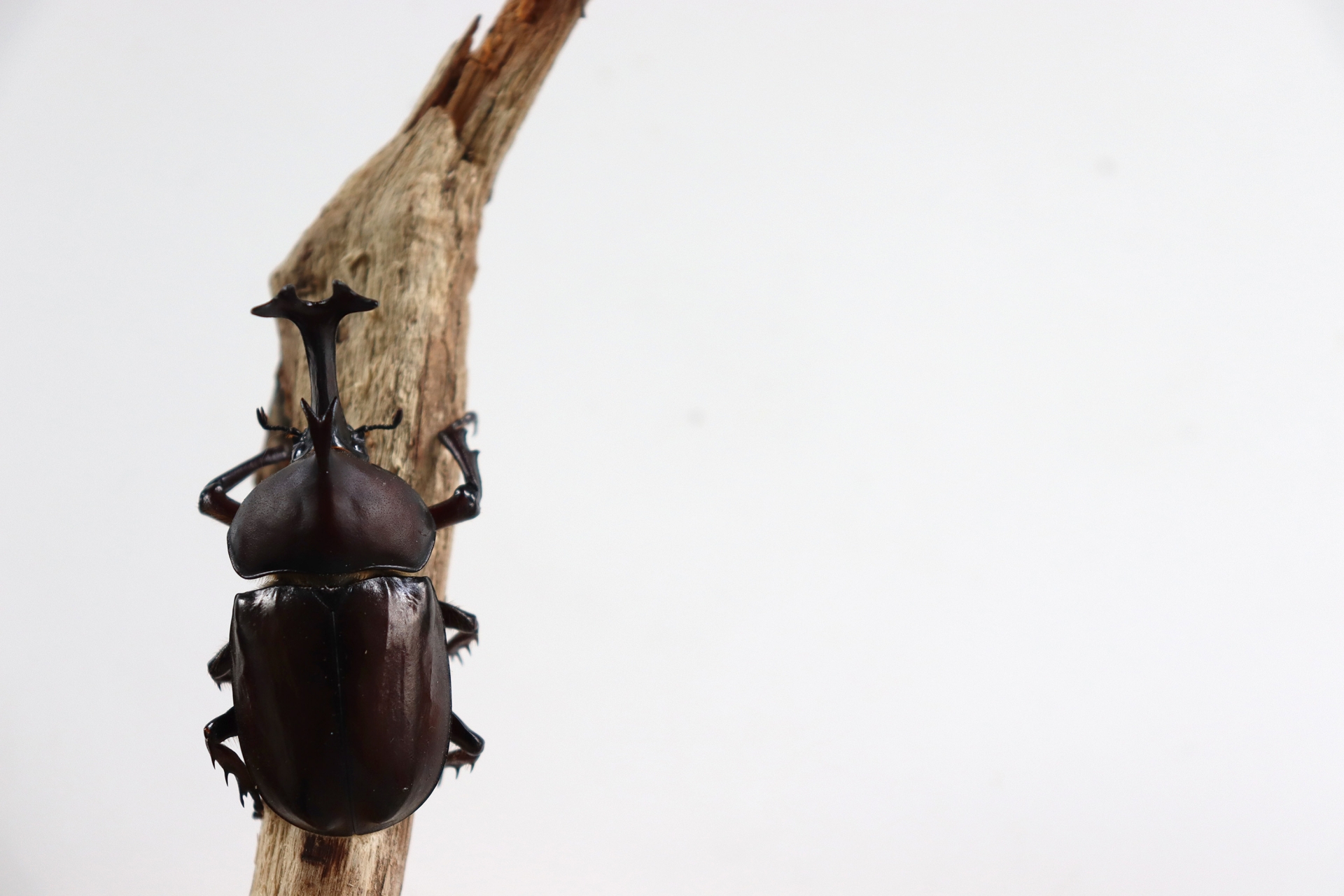 子供が大好きなカブトムシを 久しぶりに本気で飼育してみる パパ坊主の徒然ブログ